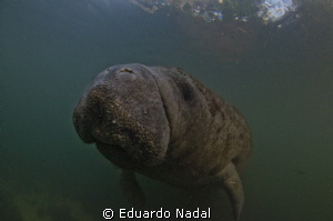 manatee by Eduardo Nadal 